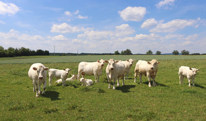Fototapeta na wymiar small herd of Charolais cattle on a green pasture