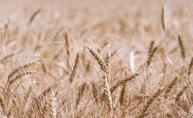 Fototapeta premium spikelets of wheat on a farm field close up