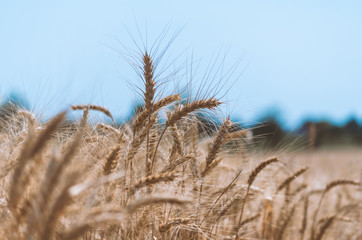 Fototapeta premium spikelets of wheat on a field on a farm against the backdrop of a clear blue sky