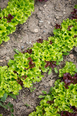 Fresh baby salad on the garden, ready to eat