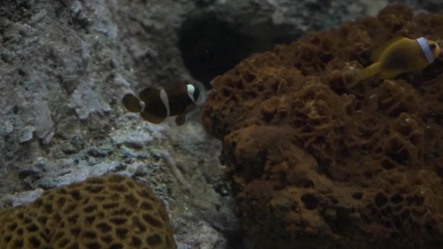 Fish aquarium. dangerous fish swiming in aquarium in oceanarium. Colorful aquarium tank filled with stones, seaweed. Colorful aquarium, beautiful fish in ocean.