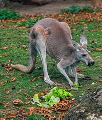 Red kangaroo eating cabbage in its enclosure. Latin name - Macropus rufuss