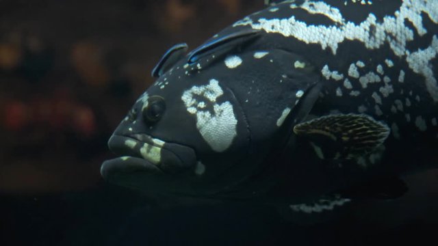 Fish aquarium. dangerous fish swiming in aquarium in oceanarium. Colorful aquarium tank filled with stones, seaweed. Colorful aquarium, beautiful fish in ocean.