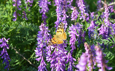 purple flowers in a field