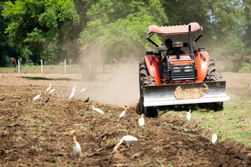 Fototapeta premium Farmers use the tractor to plow the area to cultivate the crab.