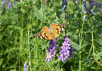 Obraz premium butterfly on a flower