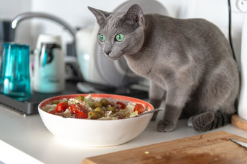 Funny kitten eating salad at kitchen