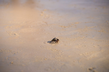 crab on the beach sand