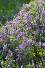 Naklejka premium field of purple flowers