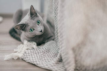 Adorable russian blue cat with funny emotional muzzle and big blue eyes lifestyle portrait in home interior. Gray little playful breeding kitten waiting to play. Lovely active female kitty relaxing.