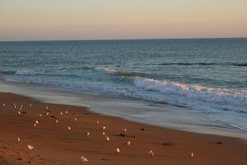 Mouettes devant une vague au soleil couchant