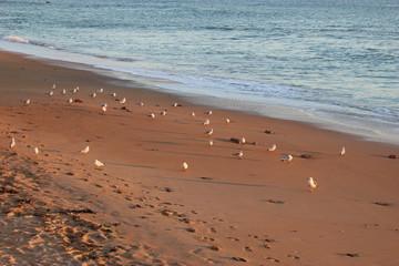 Mouettes sur une plage le soir