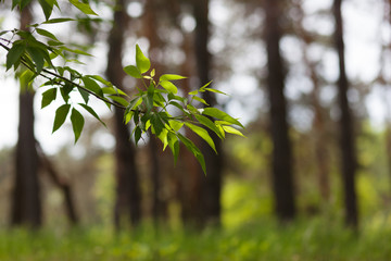 Ash Tree with green leaves and copy space