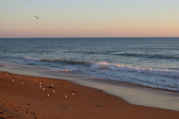 Mouettes et vague le soir en Vendée (Les Sables-d'Olonne, quartier des Présidents)