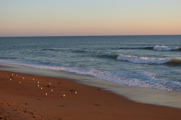 Mouettes sur la plage devant les vagues le soir
