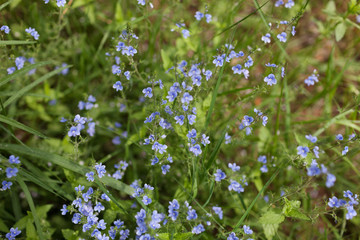 Blue flowers of forget me not 