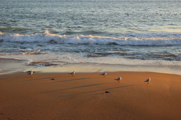 Mouettes devant des vagues à la lumière du soleil couchant (Les Sables-d'Olonne, Vendée)