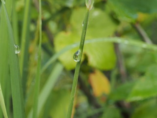 Water drops on the leaves and stems of grass and plants.