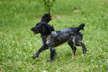 Russian hunting Spaniel with funny ears spread from running