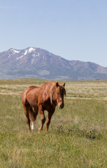 Fototapeta na wymiar Beautiful Wild Horse in the Utah Desert