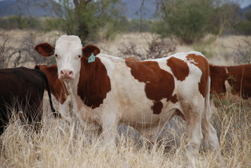 Vaca pastando hierva seca al aire libre 