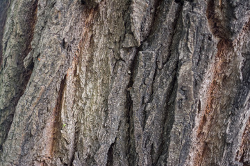 .tree bark background.