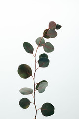 green decorative eucalyptus branch isolated on white
