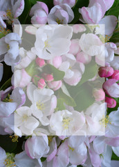 beautiful background of pink white and lilac flowers for greeting cards