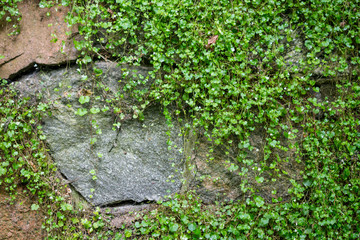 stone wall overgrown with wild flowers