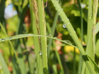 Water drops on the leaves and stems of grass and plants.