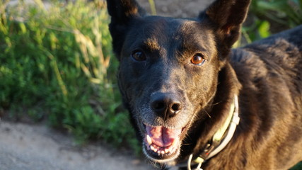 schöner Hund mit grünem Hintergrund 