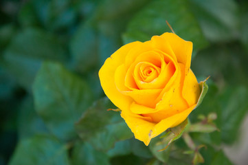 Yellow rose growing on the background of green leaves. Summer