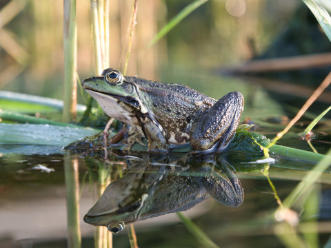 A frog sitting in the reeds is reflected in the water on a sunny morning in the summer.