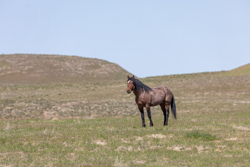 Beautiful Wild Horse in the Utah Desert