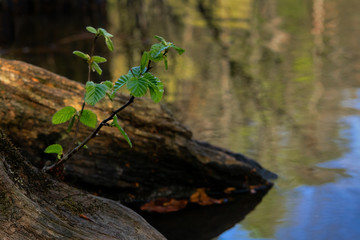 Kleiner Baum
