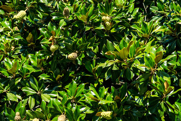 Close up photo of green plant on the Verona street