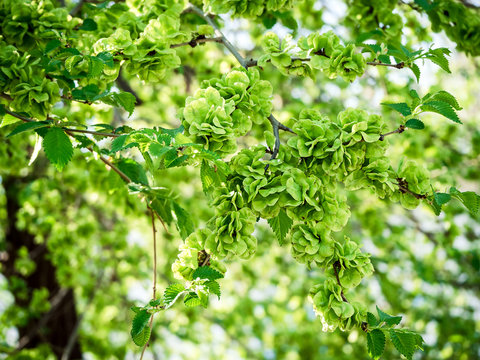 Immature green fruit of an elm tree on a branch with leaves in spring