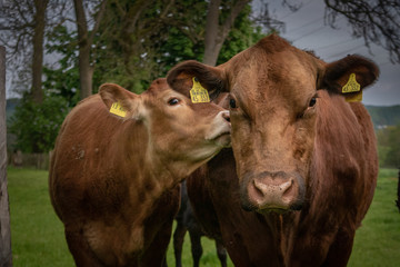 Angus-Rind Mama und Kind