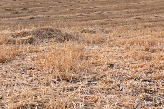 Paisaje campo trigo