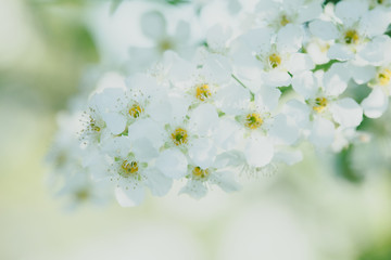 Beauty of spring: closeup of blossoming plum tree