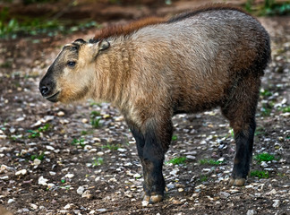 Takin calf in its enclodure, Latin name - Budorcas taxicolor
