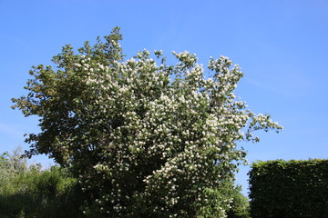 Sweet And Fragrant Jasmines Flowers With Warm Sunlight Summertime In Germany