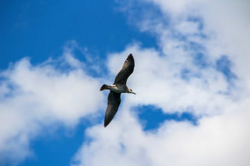 Seagull
