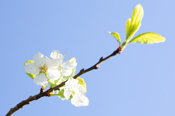 Beauty of spring: closeup of blossoming plum tree