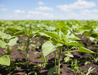 Young shoots of sunflowers on the field