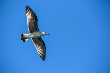 Seagull