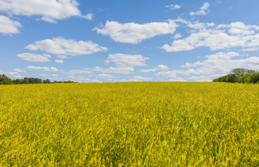 a field of yellow flowering melilot