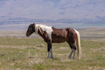 Fototapeta premium Beautiful Wild Horse in the Utah Desert