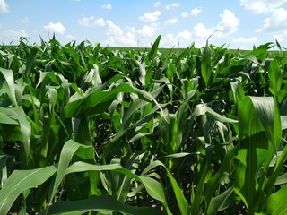 green foliage of corn on the field