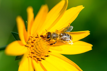 False Sunflower (Heliopsis helianthoides) in the sun © candreea